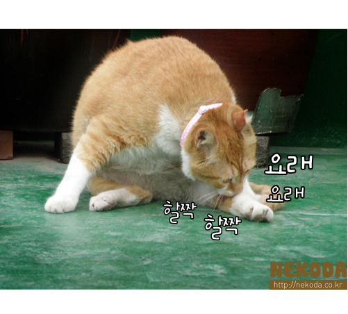 그루밍 이미지